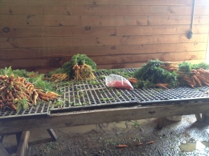 The station where we washed carrots.